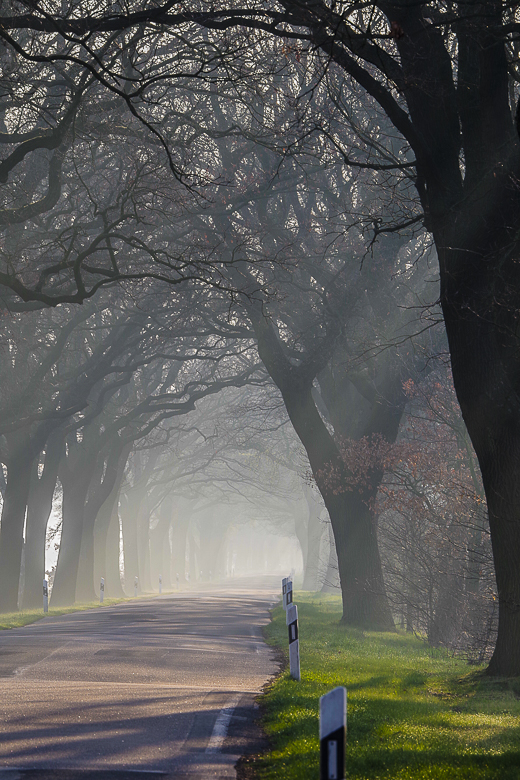 Allee im Morgennebel